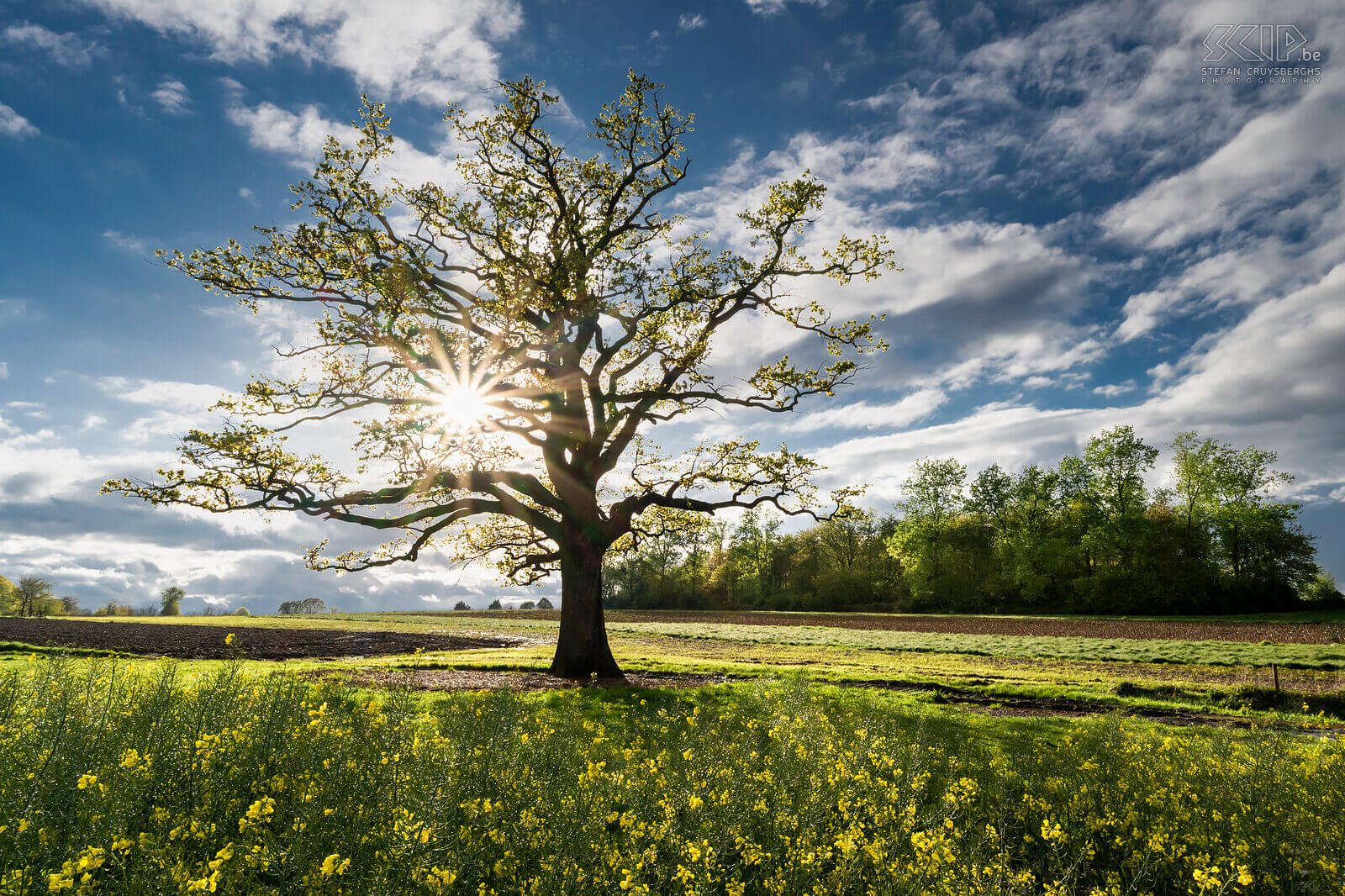 Spring bloomers - Rapeseed on old oak of Kaggevinne  Stefan Cruysberghs